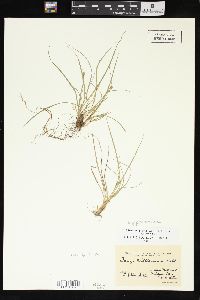 Carex willdenowii image