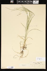 Carex woodii image