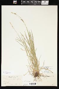 Carex woodii image