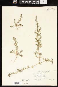 Lythrum hyssopifolia image