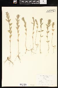 Lythrum hyssopifolia image