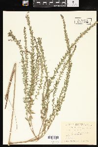 Lythrum lanceolatum image