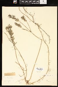 Lythrum lanceolatum image