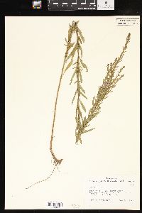 Lythrum lanceolatum image