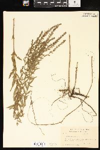 Lythrum lanceolatum image