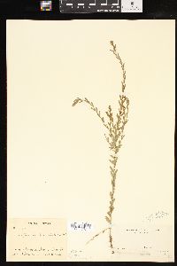 Lythrum lanceolatum image