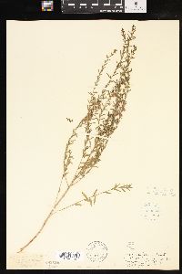 Lythrum lanceolatum image