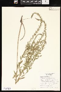 Lythrum lanceolatum image