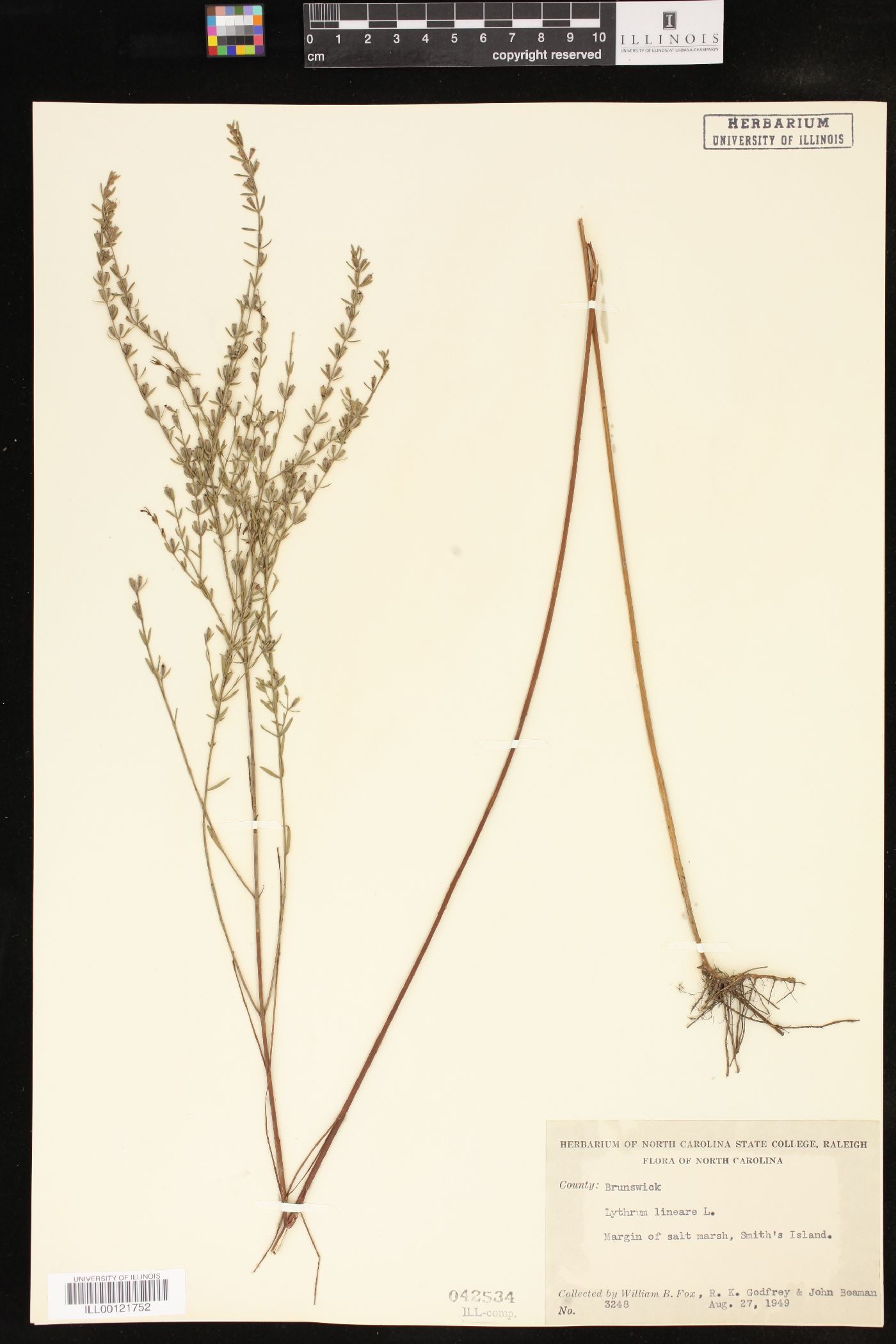 Lythrum lineare image