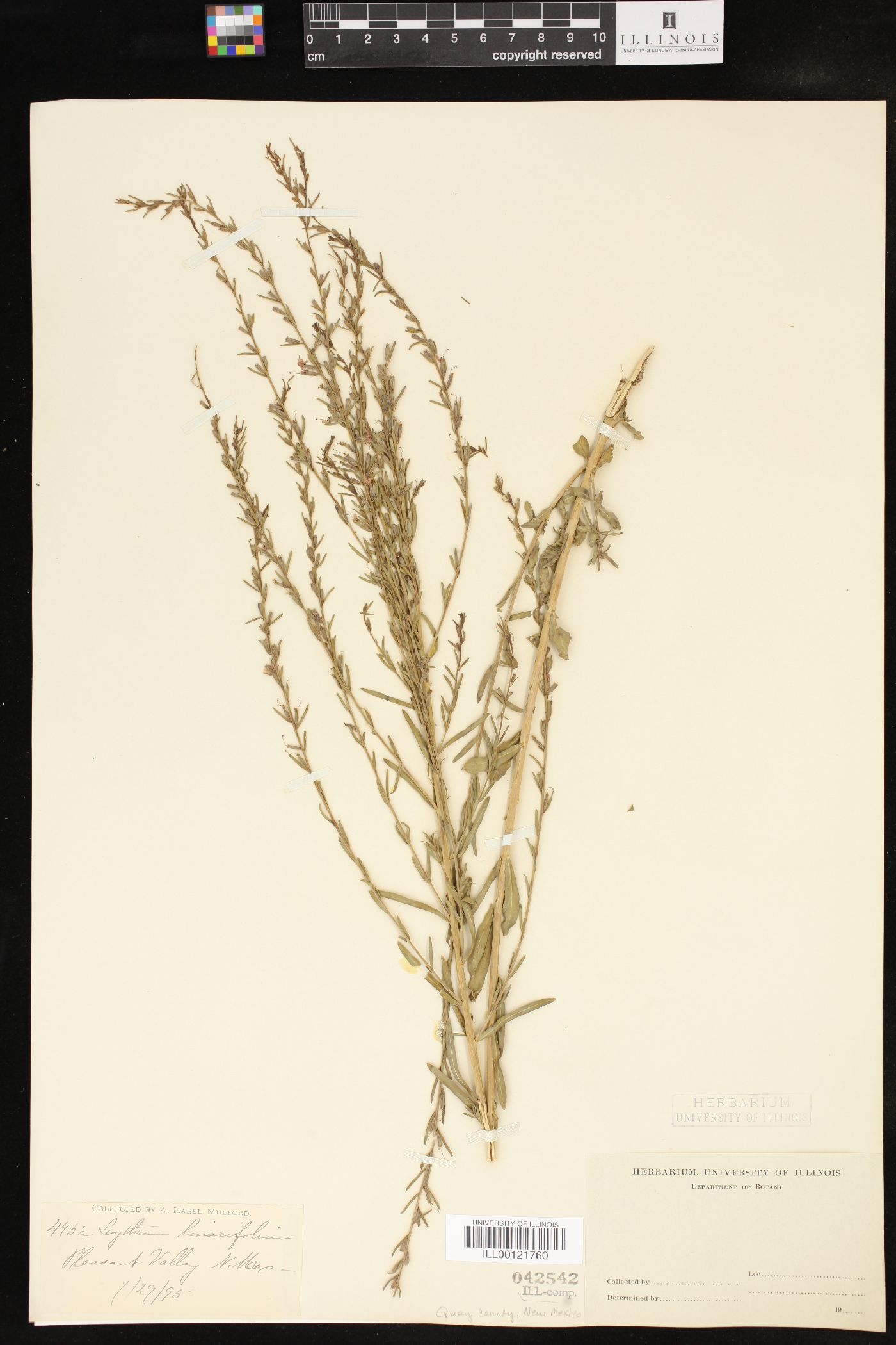 Lythrum linearifolium image