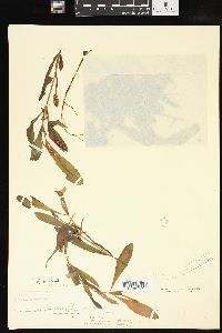 Potamogeton alpinus image