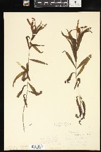 Potamogeton alpinus image