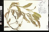 Potamogeton amplifolius image