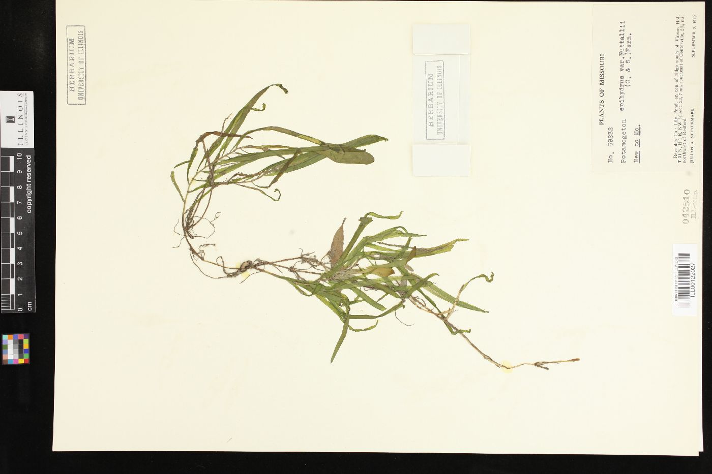 Potamogeton epihydrus var. nuttallii image