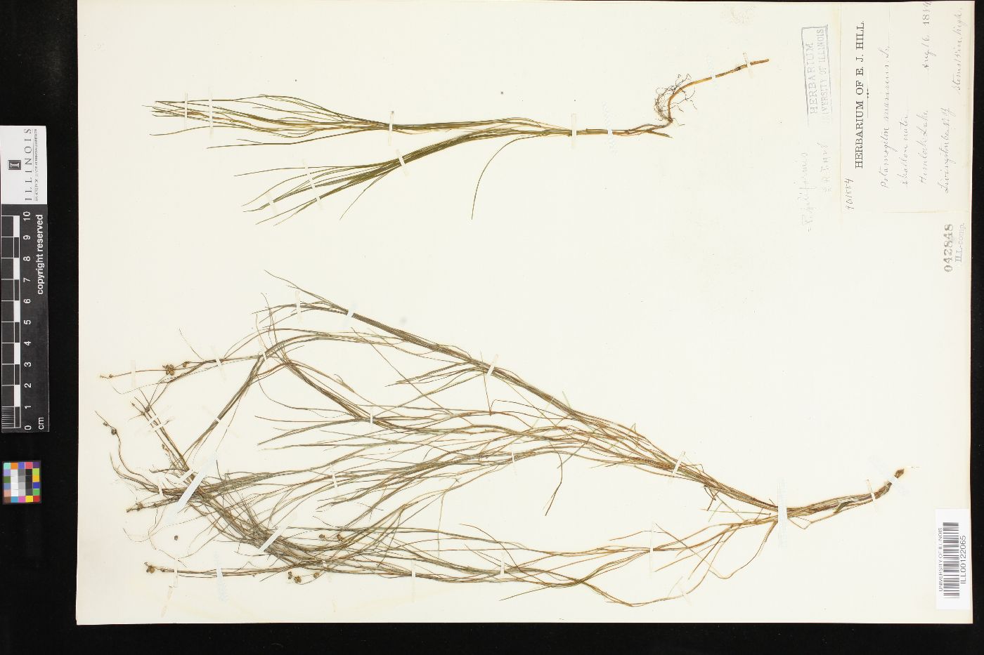 Potamogeton filiformis image