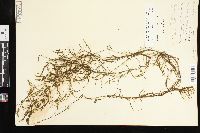 Potamogeton foliosus var. foliosus image
