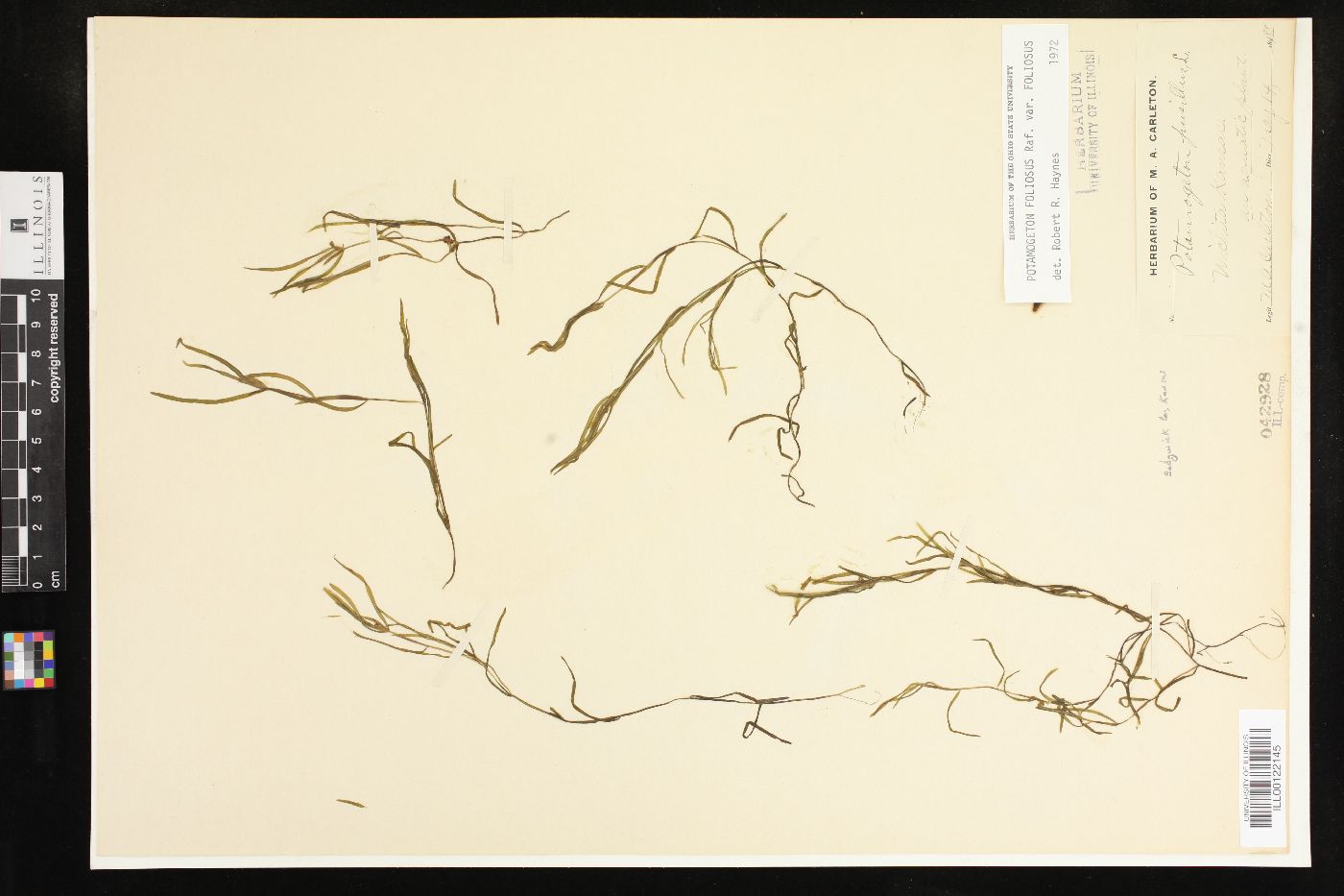 Potamogeton foliosus var. foliosus image