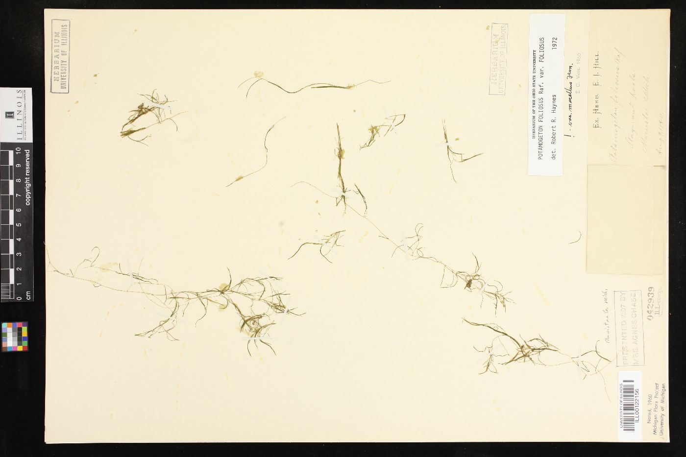 Potamogeton foliosus var. foliosus image