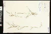 Potamogeton foliosus var. foliosus image