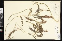 Potamogeton illinoensis image