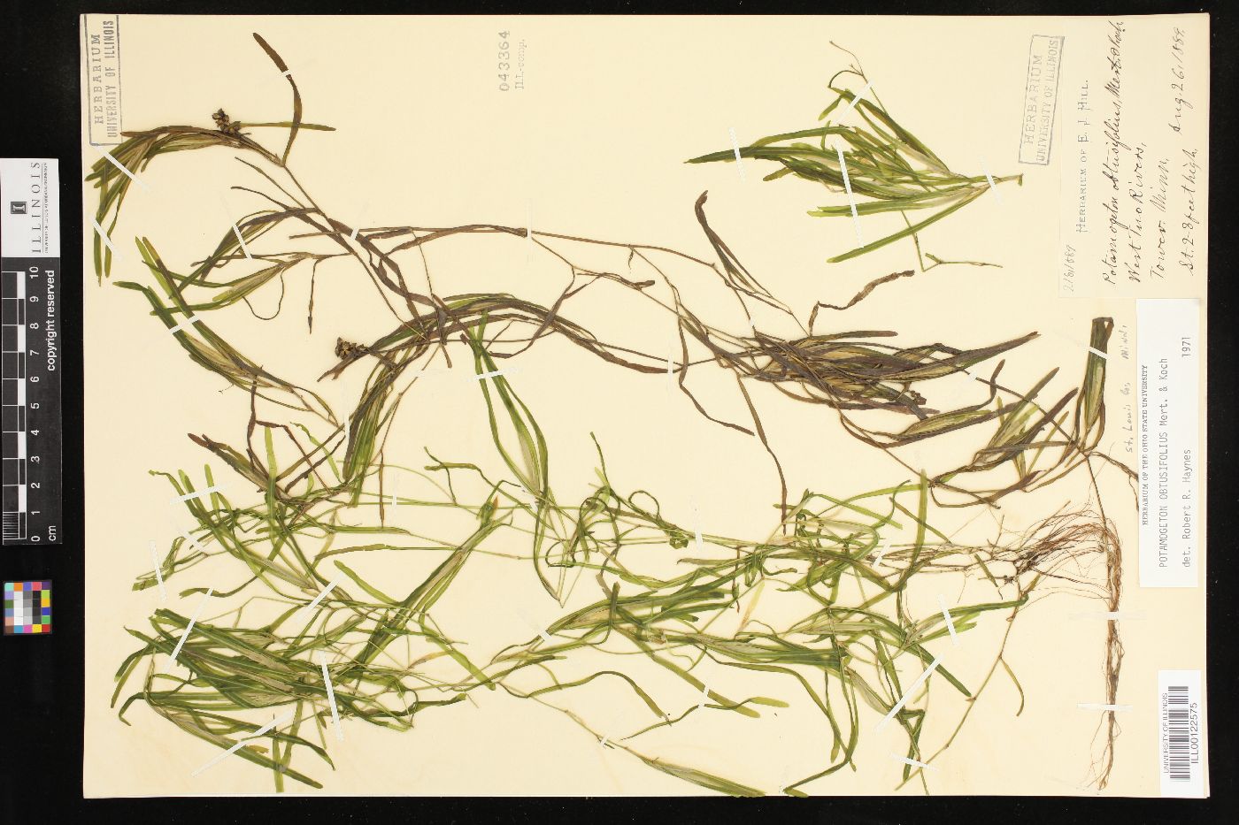 Potamogeton obtusifolius image