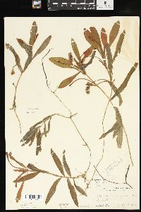 Potamogeton alpinus image