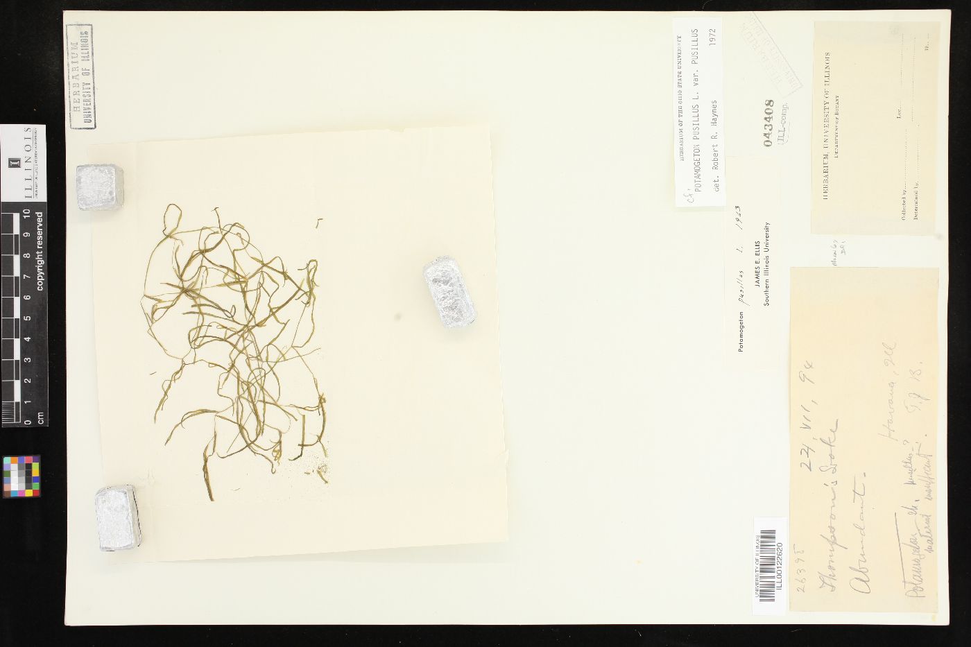 Potamogeton pusillus var. pusillus image
