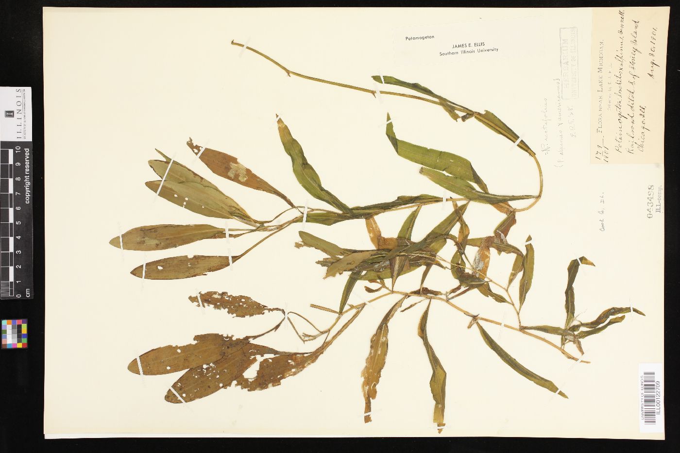 Potamogeton × rectifolius image