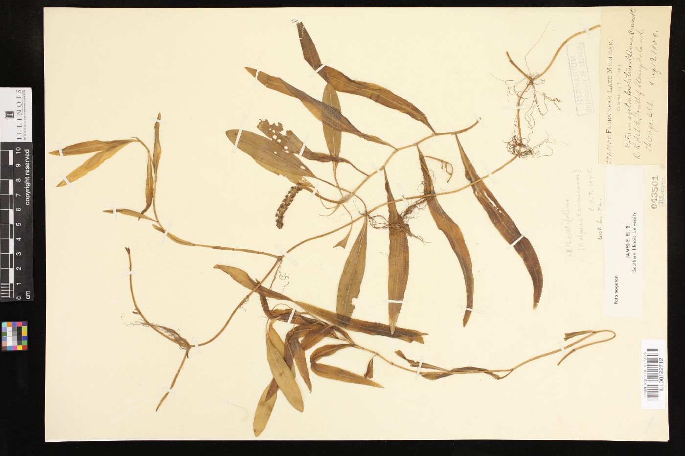 Potamogeton × rectifolius image