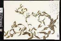 Potamogeton richardsonii image