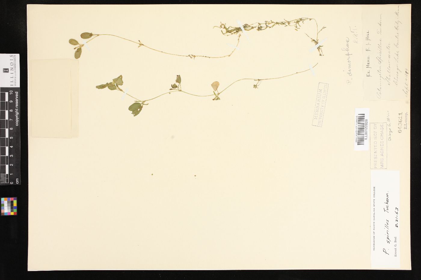 Potamogeton spirillus image