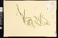Potamogeton zosteriformis image