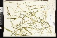 Potamogeton zosteriformis image