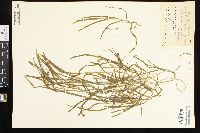 Potamogeton zosteriformis image