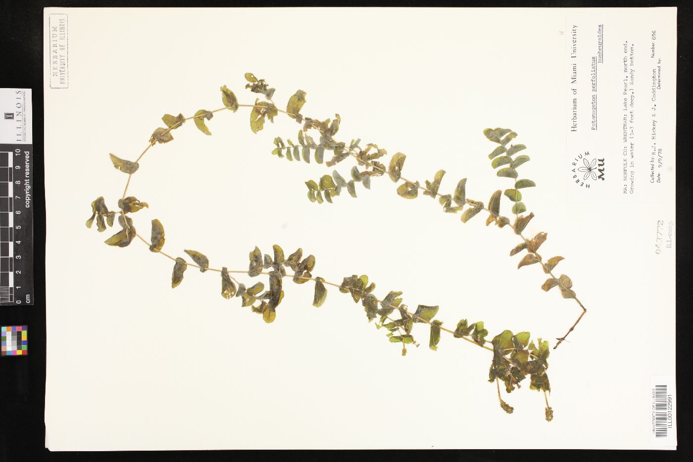 Potamogeton perfoliatus subsp. bupleuroides image
