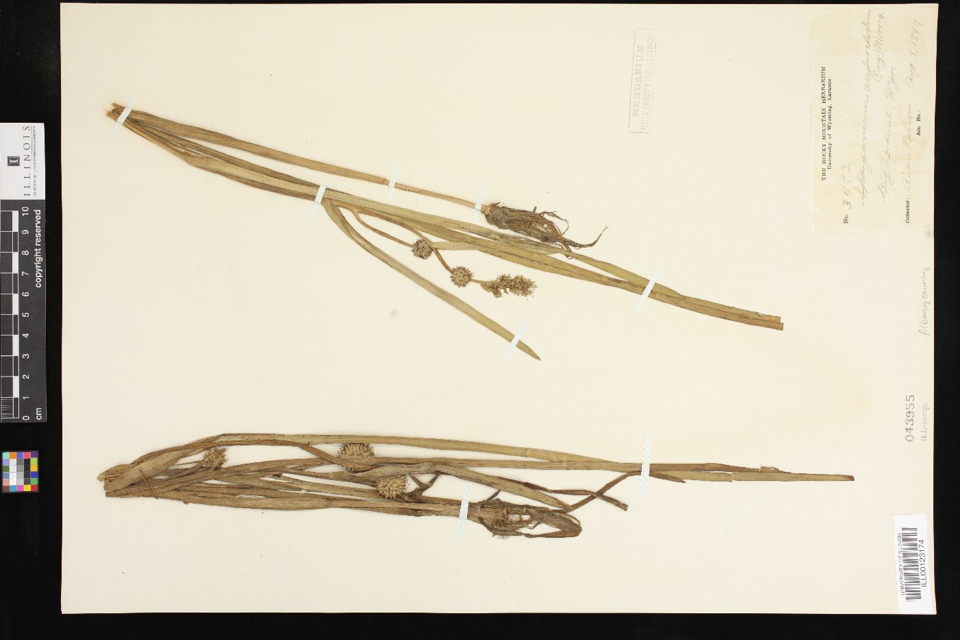 Sparganium androcladum image