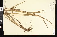 Sparganium angustifolium image