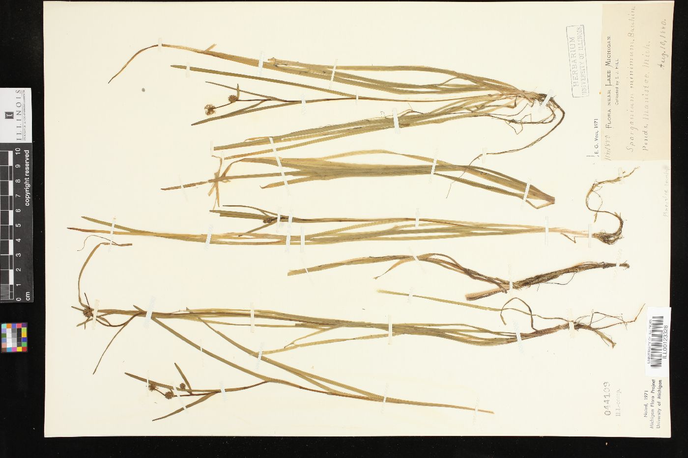Sparganium natans image