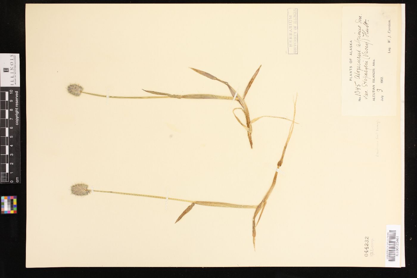 Alopecurus alpinus image