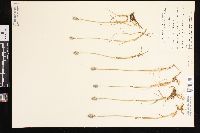 Alopecurus alpinus image