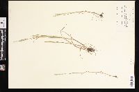 Alopecurus carolinianus image