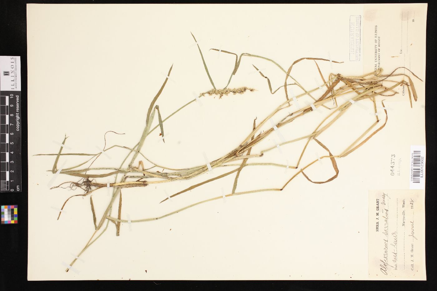Alopecurus saccatus image