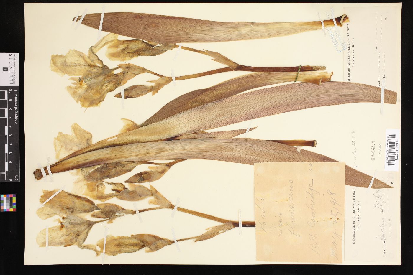 Iris flavescens image