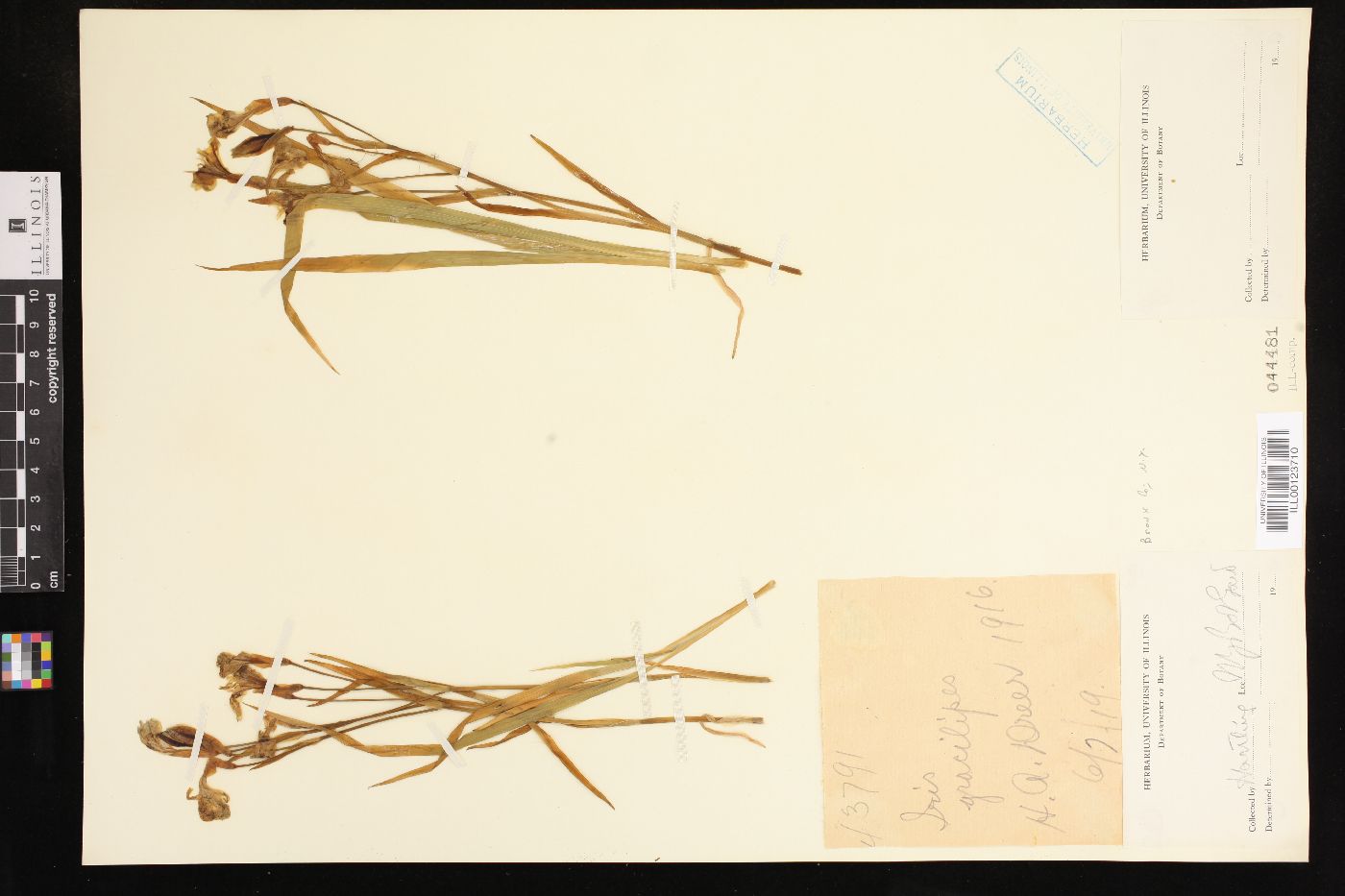 Iris gracilipes image
