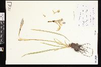 Iris missouriensis image