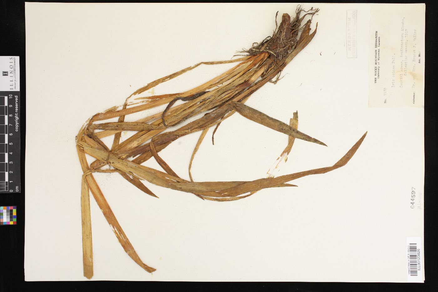 Iris setosa image