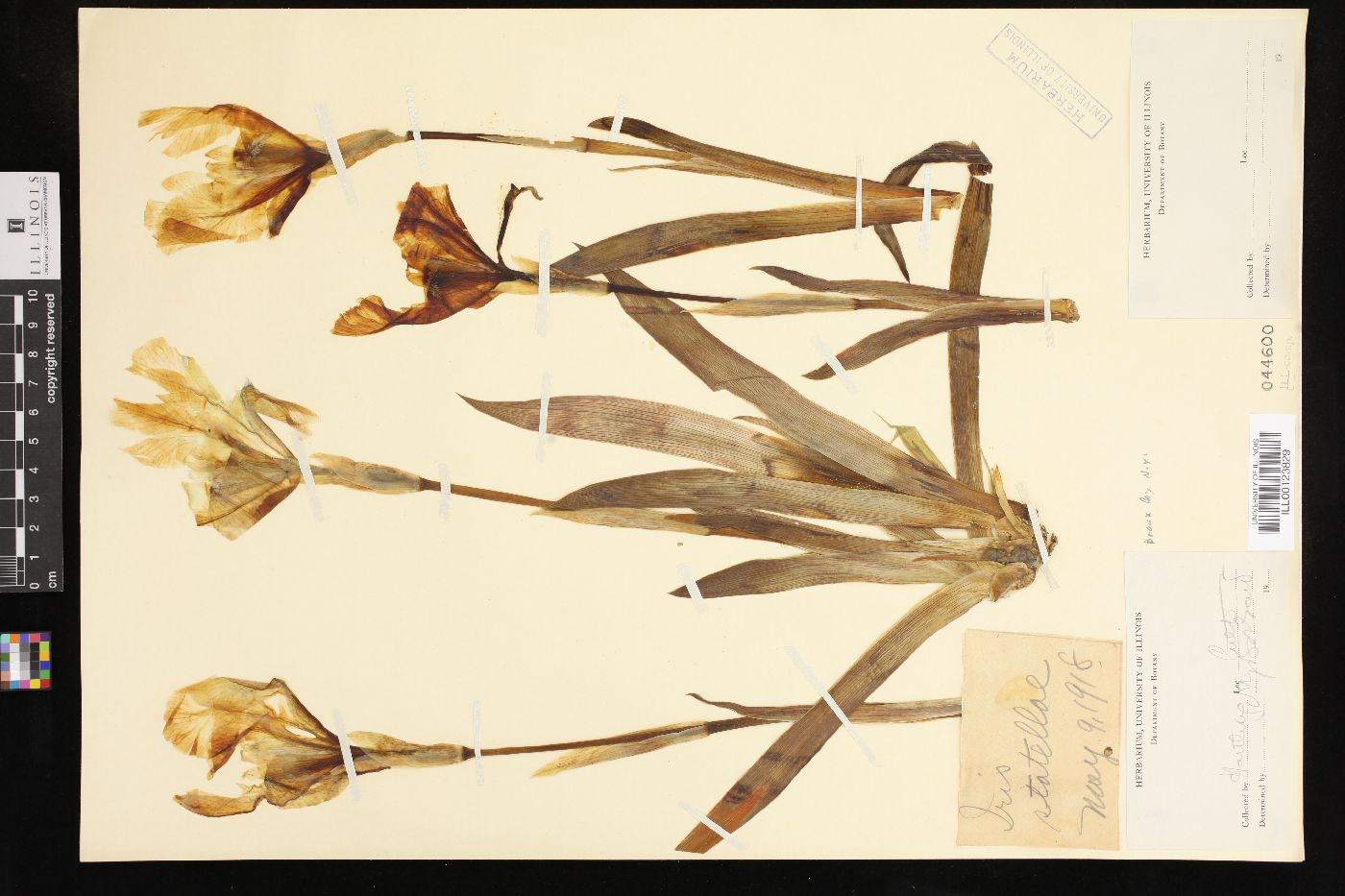 Iris statellae image
