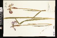 Iris sibirica image