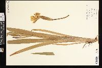 Iris versicolor image