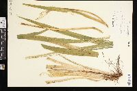 Iris versicolor image